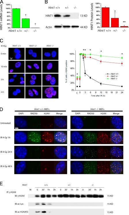 HINT1 deficient MEFs display prolonged γ H2AX staining and impaired