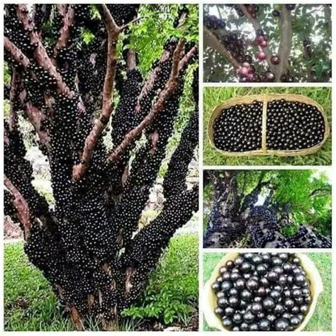 Jual Bibit Tanaman Buah Anggur Pohon Anggur Brazil Jaboticaba