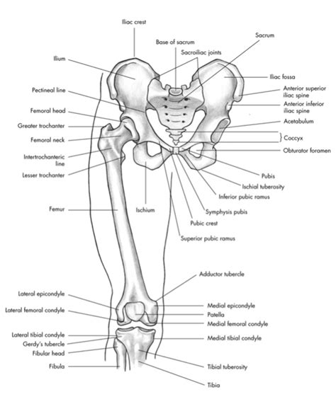 Bony Landmarks Of Anterior Pelvis Diagram Quizlet