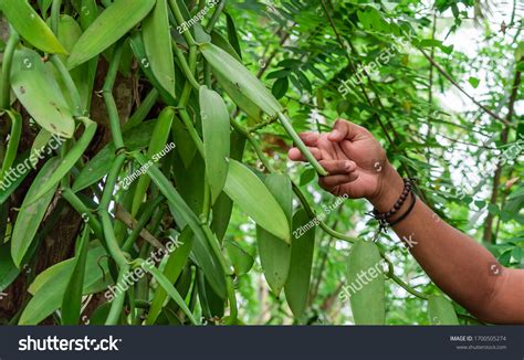 352 Vanilla bean farm Images, Stock Photos & Vectors | Shutterstock