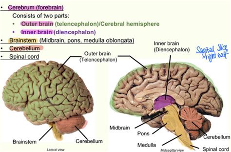 Neuro 210 Intro Neuroanatomy Methods Flashcards Quizlet