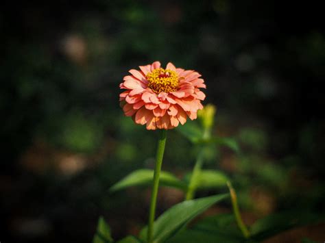 Zinnien Pflanzen Und Pflegen Unsere Tipps Garten Tipp