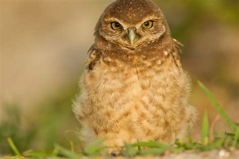 Burrowing Owl Chick 13 Cape Coral Florida Burrowing Owls Melissa Groo