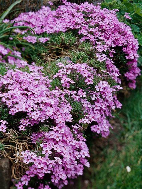 Of The Best Perennials For Adding Color To Your Garden Year After