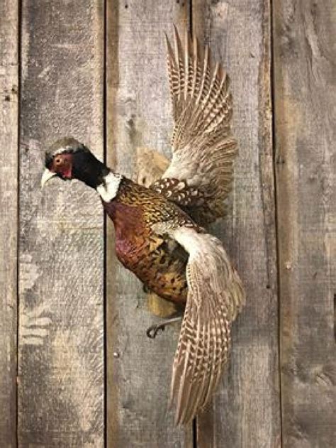 Lot - Flying Pheasant Mount