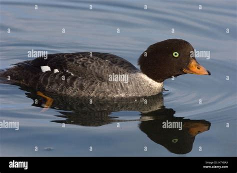 Barrow S Goldeneye Bucephala Islandica Female Alaska Stock Photo Alamy