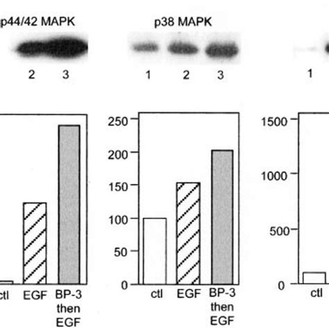 Igfbp Potentiates Egf Stimulated P And P Mapk Phosphorylation