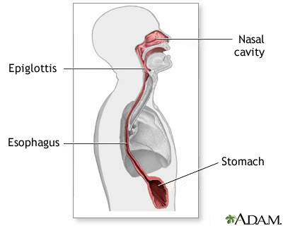 Oesophagus Diagram