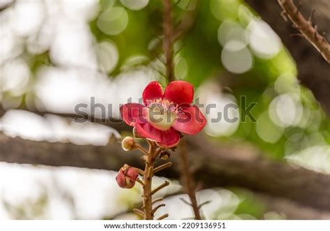 8,727 Flower Sal Images, Stock Photos & Vectors | Shutterstock