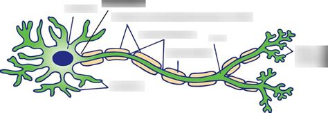 Kaplan Mcat Biology Cells Of The Nervous System Diagram Quizlet