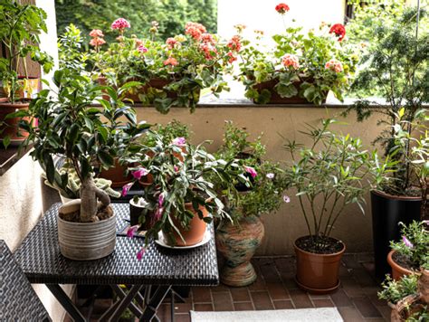 Quali Piante Scegliere Per Il Terrazzo Donna Moderna