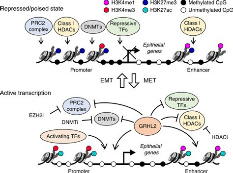 Interplay Of GRHL2 And Epigenetic Modifiers In CpG Methylation And