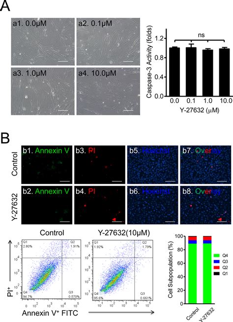 Cell Apoptosis Necrosis Detection Using Annexin V Fitc Flow Cytometry