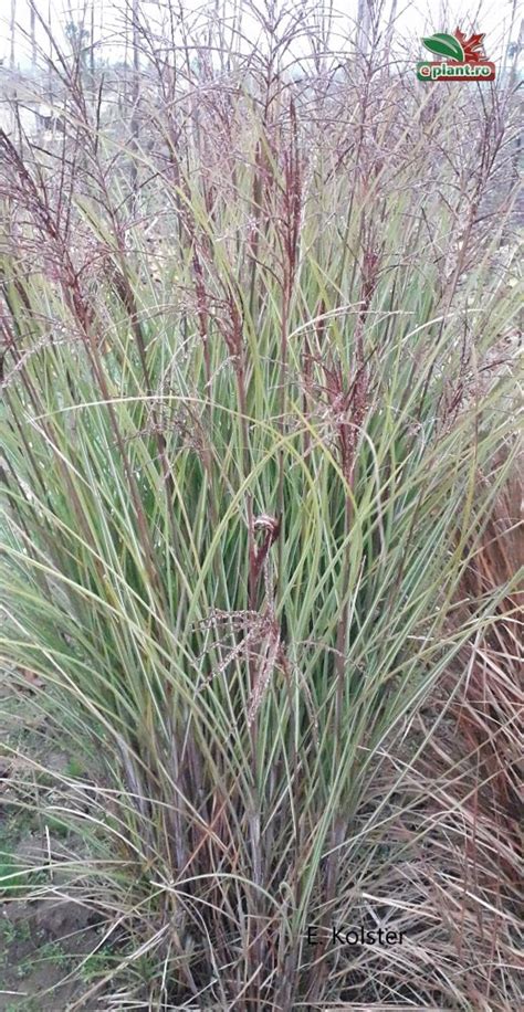 Miscanthus sinensis 'Ferner Osten' - Stuf chinezesc