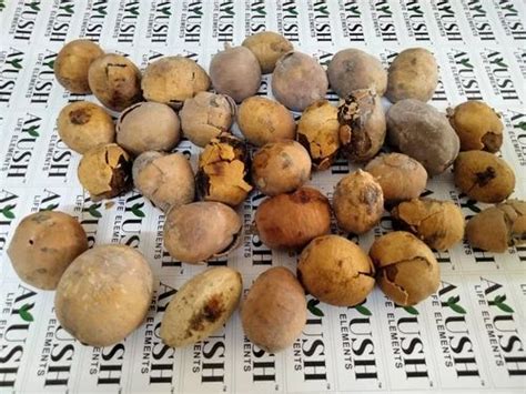 Raw Natural Hingot Fruit - Balanites Aegyptiaca at Rs 20/kg in Neemuch