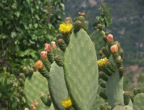 Free Images Blossom Fruit Flower Bloom Food Produce Botany