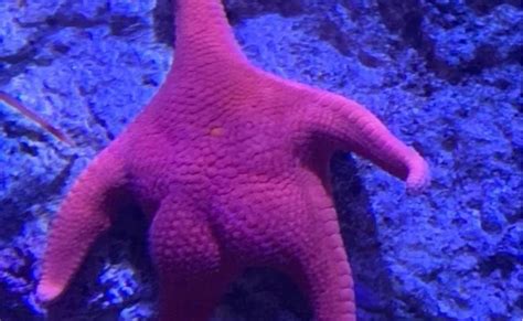 Photo Of Big Butt” Starfish Goes Viral Kark