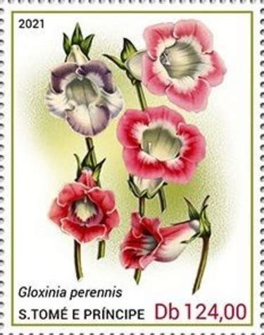 Глоксиния многолетняя Gloxinia perennis