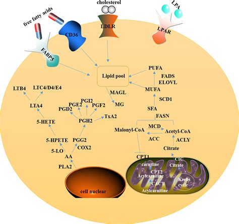 Frontiers Deregulation Of Lipid Metabolism The Critical Factors In