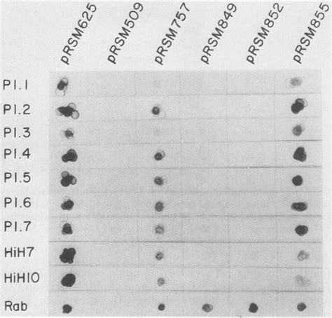 Dot Blot Immunoassay Demonstrating The Reactivity Of Chimeric P1