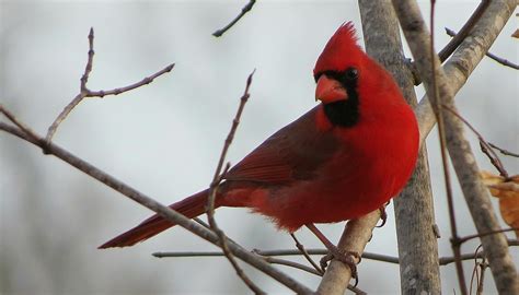 Five Fun Facts About Northern Cardinals Forest Preserves Of Cook County