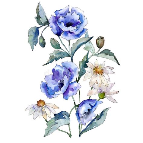 Fleur Botanique Florale De Marguerite Blanche Ensemble D Illustration