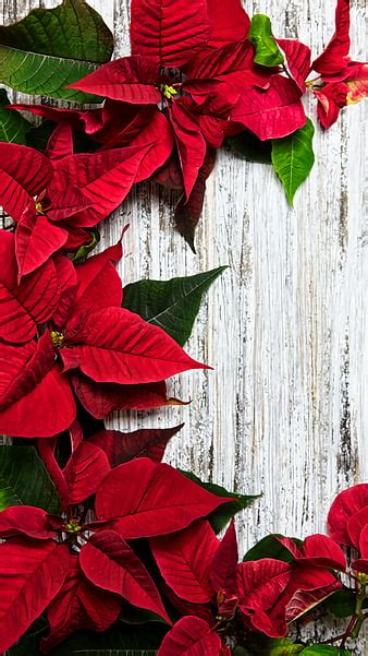 Red And White Christmas Holidays Christmas Poinsettia Candles