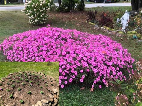 Supertunia Bubblegum
