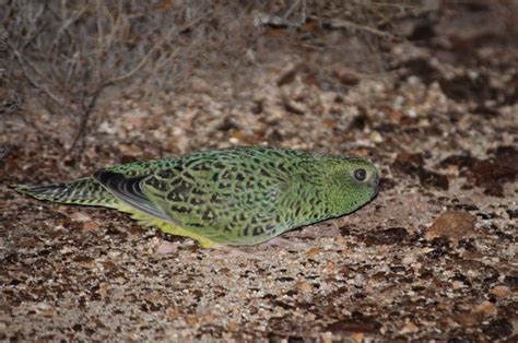 The night parrot – National Parks Association of Queensland