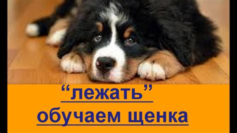 команда лежать как научить щенка - YouTube