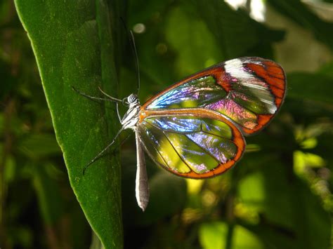 Save Our Beautiful Mother Nature: Glass Winged Butterfly