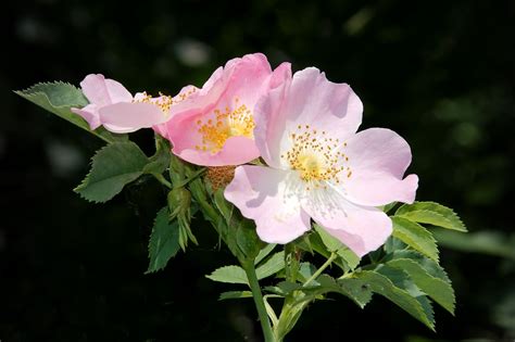 19 Different Types of Wild Roses (With Pictures) | House Grail