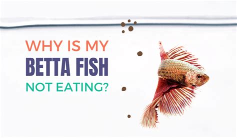 Why Is My Betta Fish Not Eating? 5 Reasons For Appetite Loss