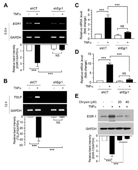 Inhibition Of TSLP MRNA Expression Via EGR1 Knockdown And The Effect Of