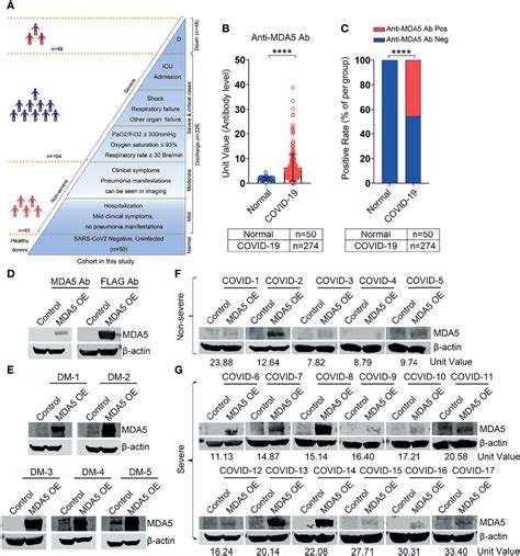 Frontiers Presence Of Anti MDA5 Antibody And Its Value For The