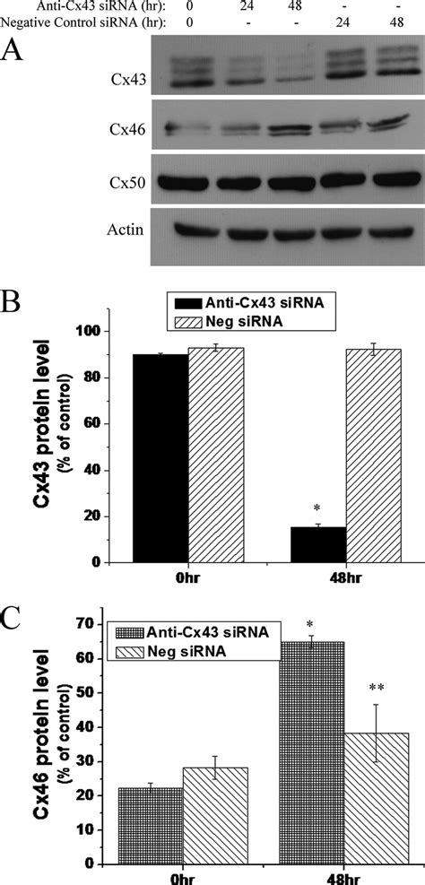 Sirna Mediated Knockdown Of Cx Results In Increased Cx Protein