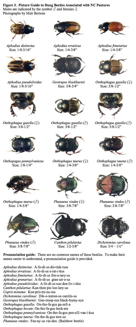 Pictures Of Dung Beetles On Pasture