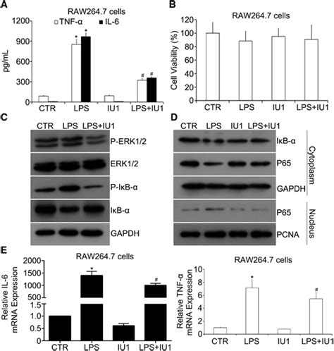 Effects Of Usp On Lps Dependent Erk And Nf B Pathway Activation In