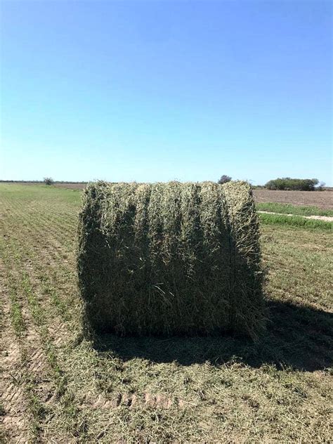 Rollos De Alfalfa Pura 50 000 Agroads