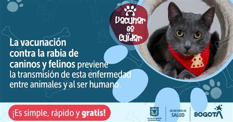 Jornadas De Vacunaci N Contra La Rabia Para Perros Y Gatos En Bogot