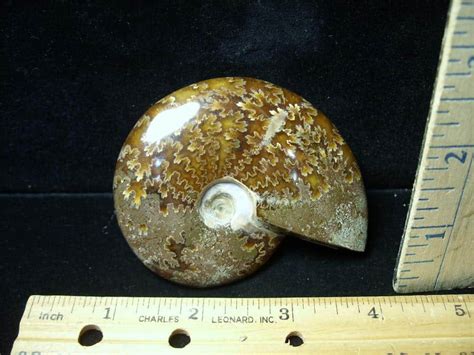 Ammonite With Suture Patterns 121422k The Stones And Bones Collection