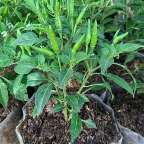 Jual Bibit Tanaman Cabe Bibit Cabe Rawit Setan Siap Tanam Pohon