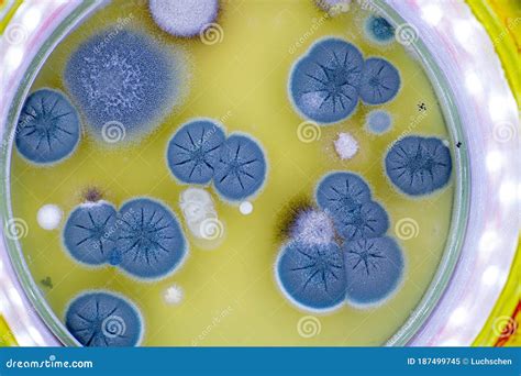 Colony Of Skin Fungi In A Petri Dish Stock Image Image Of Tryptic