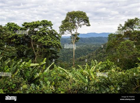 View of jungle in rain forest of Ecuador, South America Stock Photo - Alamy