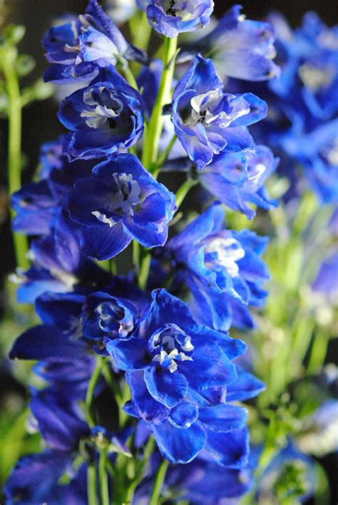 Blue Delphinium By Bloomingvinedesign On Deviantart