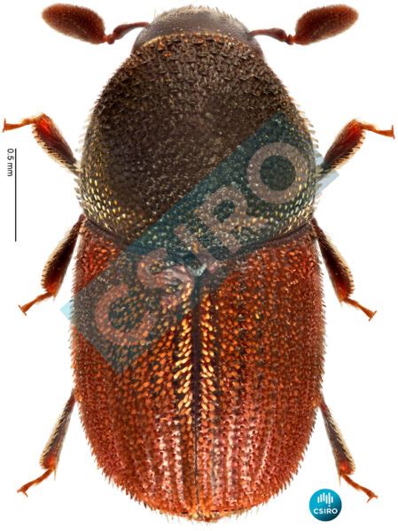 Scolytogenes Darwini Eichhoff Australian Weevils Online