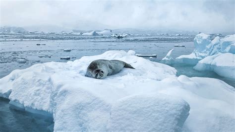 Extreme Arctic Photographing The Polar Regions With John Bozinov Bbc