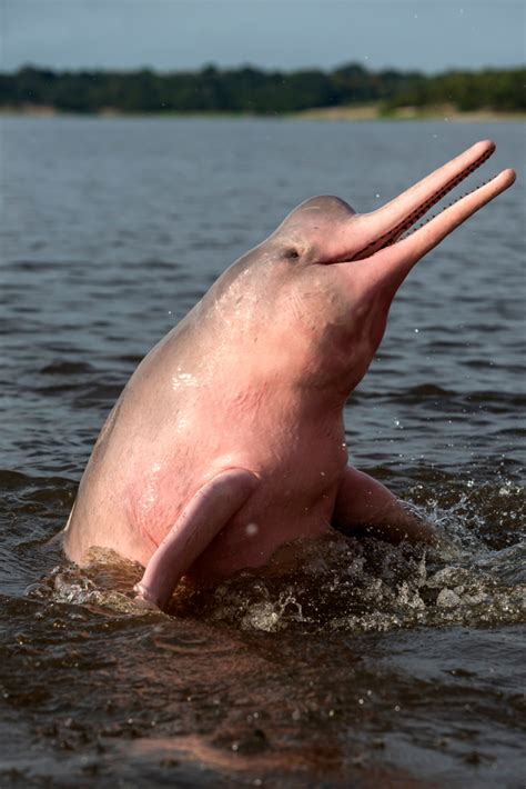 ‘mythical Pink Dolphins Of The Amazon River Are Real But Rare Heres How You Can Find Them