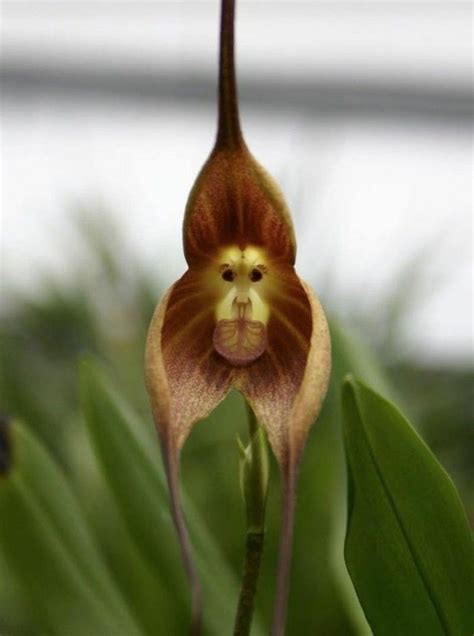 L Orchid E Rare La Plus Bizarre Ou Quand Les Orchid Es Imitent La Vie