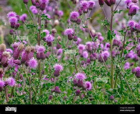 A Group Of Thistle In Grow Wild In Fields And Meadow Land Near Malham